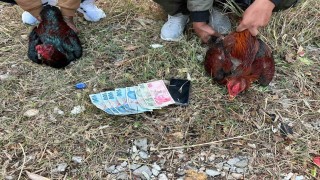 Hatayda horoz dövüşü baskını: 14 kişiye 41 bin 350 lira ceza