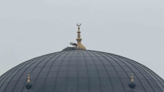 Iğdırın simgesi leylekler bu yıl da şehri terk etmedi