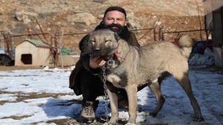 İklim değişikliği kangal köpeklerinin yapısını değiştirdi