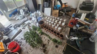 İş yerinde esrar yetiştiren kişi tutuklandı