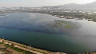 İzmir İnciraltı sahilini deniz marulu sardı