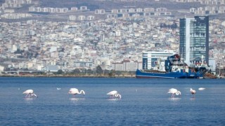 İzmir Körfezinde temizlik sonrası doğa canlandı, flamingolar ve pelikanlar geri döndü