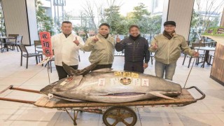 Japonyadaki yeni yıl mezatı: 276 kiloluk mavi yüzgeçli orkinos 1,3 milyon dolara satıldı