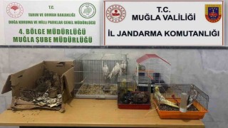 Kaçak ırk hayvan satıcılarına 77 bin 500 TL ceza