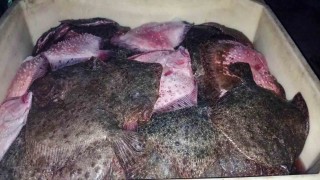 Kaçak kalkan balığı avcılığına operasyon: 3 bin 620 kilo kalkan balığı ele geçirildi