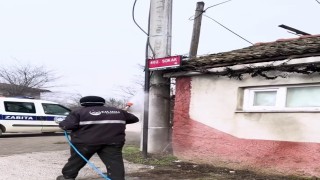 Kahverengi kokarca ile mücadele sürüyor