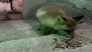Kapılarına gelen tilkiyi elleriyle beslediler
