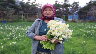 Karaburunu nergis kokusu sardı