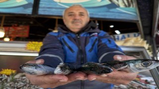 Karadenizde palamut sezonu yeniden açıldı