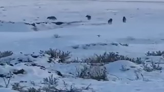 Karsta kurt sürüsü böyle görüntülendi