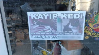 Kayıp kediyi bulana para ödülü