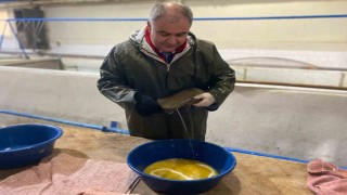 Keban Su Ürünleri Üretim Tesisinde 20 milyon yavru alabalık üretildi