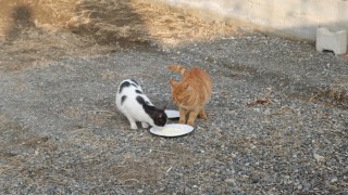 Kediyle orijinal ve sahte peynir testi