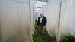Kenevir kabinlerinde melezleme yöntemiyle yeni kenevir çeşitleri elde etmeye çalışıyorlar