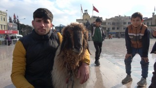 Kilis sokaklarında koyunu ile gezen genç ilgi odağı oldu