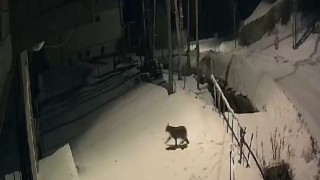 Kırmızı listedeki vaşak Bayburtta güvenlik kamerasına yansıdı