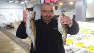 Kıyıdan 4 saat uzaklıkta avlanan dev mezgitler boyutları ile dikkat çekiyor