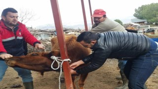 Koçarlıda hayvan sağlığı çalışmaları sürüyor
