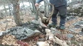 Koruma altındaki keçinin öldürülmesine vatandaş tepki gösterdi