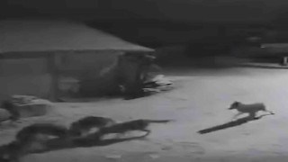 Köye inen kurtlar inek ve köpeği telef etti