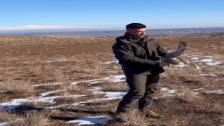 Kulaklı orman baykuşu doğaya salındı