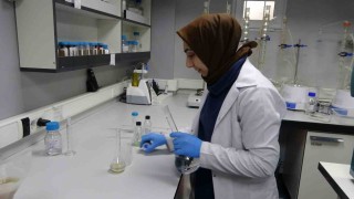 Kuru kayısıya ihracat öncesi kapsamlı inceleme