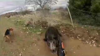 Manisada domuzun avcıya saldırdığı anlar kameraya yansıdı