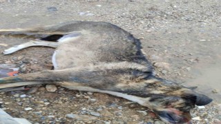Manisada köpek katliamı