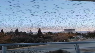 Mardinde sığırcık kuşlarından görsel şölen