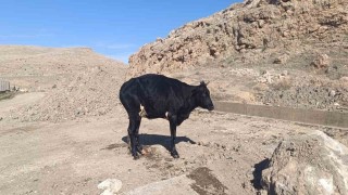 Mardinde sulama kanalına düşen inek itfaiye ekipleri tarafından kurtarıldı