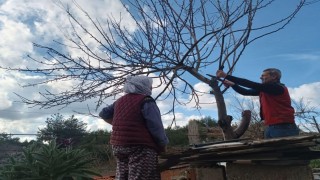 Menteşede üreticilere budama ve hastalıkla mücadele eğitimi