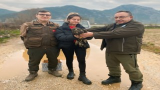 Menteşede yaralı Şahin kurtarıldı