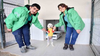 Mersinde bin patili dost sıcak yuvaya kavuştu