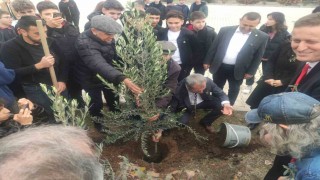 Meslek lisesinin 63. yaşında 63 adet zeytin ağacı sonsuzluğa kök saldı