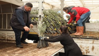 Muğlada 20 bin zeytin fidanı toprakla buluştu