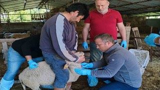 Muğlada akabane hastalığına karşı önlemler alındı