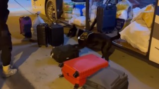 Narkotik köpeği Naz zehir tacirlerine geçit vermiyor