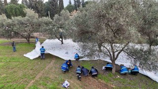 Nazilli Belediyesinden zeytin hasadı