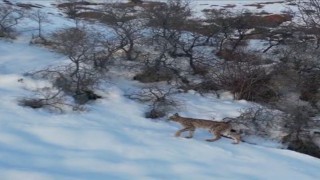 Nesli tükenme tehlikesi altında olan ormanın hayaleti vaşak Bayburtta drone kamerasıyla görüntülendi