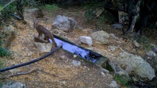Nesli tükenme tehlikesi altındaki karakulaklar fotokapan ile görüntülendi