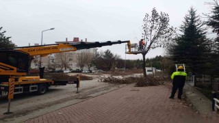 Odunpazarında ağaç bakımları sürüyor