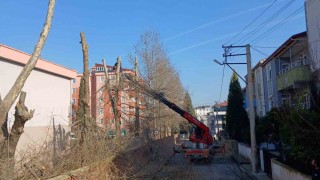 Öğrencilerin güvenliği için okullardaki ağaçlar budanıyor