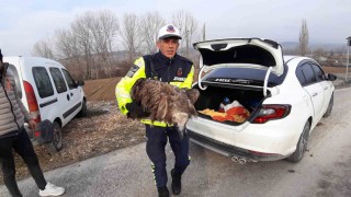 Ölmek üzere olan yaralı akbabanın yardımına jandarma yetişti