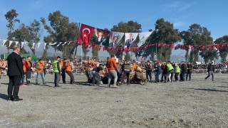 Pehlivan develer yılın ilk güreşinde İncirliovada kozlarını paylaştı