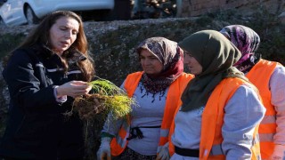 Safran ve salep fideleri Manavgatta toprakla buluştu