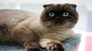 Samsunda 6 bin 302 kedi ve köpeğe çip takıldı