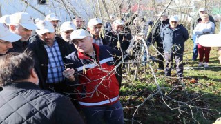Samsunda fındık budama yarışması