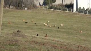 Samsunun kırsal mahallelerinde başıboş köpek istilası: Mahalleli korku içinde