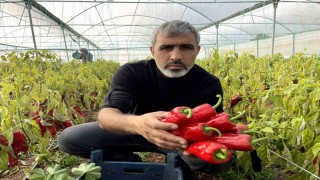 Şanlıurfada seracılık ile çiftçinin yüzü gülüyor