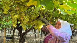 Sarıgölde kadın işçi yevmiyeleri 100 TL zamlandı
